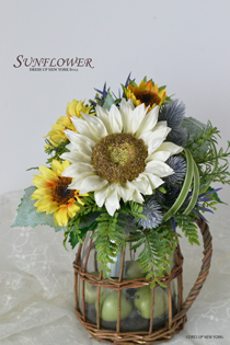 Sunflower-2020-HP.jpg